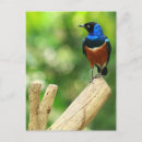 Suche nach starling postkarten Vogel
