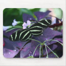 Suche nach longwing schmetterling des zebra Langweilig