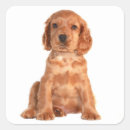 Suche nach cocker spaniel aufkleber Hund