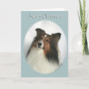 Suche nach shetland karten Collie