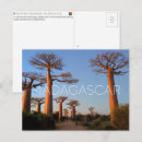 Suche nach baobab baum postkarten Madagaskar