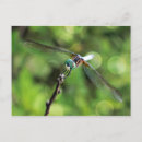 Suche nach grüne libelle postkarten Libellen