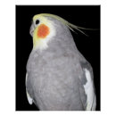 Suche nach cockatiel poster Vögel