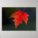 Suche nach ahorne poster Blatt