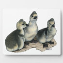 Suche nach gänse fotoplatten Vogelvogel