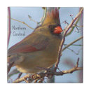 Suche nach nordstern fliesen Kardinal nord