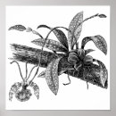 Suche nach vintage butterfly poster Blume