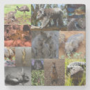 Suche nach koala bär untersetzer Tierwelt