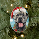 Suche nach cane corso ornamente Zuckerrübe