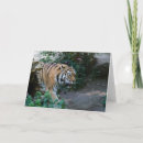 Suche nach sibirischer tiger karten Katze