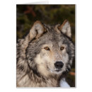 Suche nach wölfe kleine grußkarten Wild