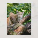 Suche nach dschungel postkarten Große katze
