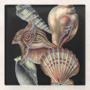 Suche nach seeleben untersetzer Seashell