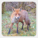 Suche nach red fox aufkleber Tiere