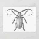 Suche nach vintage käfer postkarten Illustration