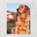 Suche nach hundebesitzer postkarten Für haustiere