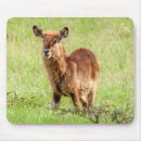 Suche nach antilope mousepads Niedlich