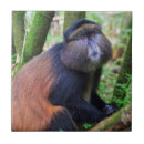 Suche nach affe fliesen Tierwelt