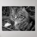 Suche nach schwarz weiße katze poster Schwarz und weiß