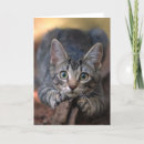 Suche nach silberne katze karten Kätzchen