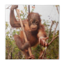 Suche nach orang utans fliesen Borneo