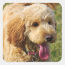 Suche nach goldendoodles aufkleber Poodle