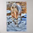 Suche nach palomino poster Pferdefotografie