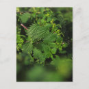 Suche nach stachelig postkarten Pflanze