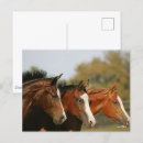 Suche nach drei pferde postkarten Rasse