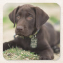Suche nach welpe untersetzer Labrador retriever