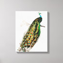 Suche nach pfau leinwandbilder Vogel