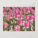 Suche nach lila tulpe postkarten Rosa