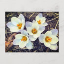 Suche nach krokus postkarten Blume