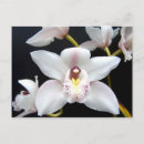 Suche nach orchideen foto postkarten Blumenreich