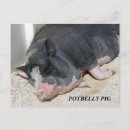 Suche nach dickbauch Schwein