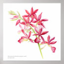 Suche nach rote orchidee poster Aquarell