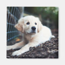 Suche nach labrador welpe magnete Haustier