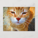 Suche nach freundliche katze postkarten Kätzchen