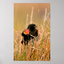 Suche nach singend poster Vogel