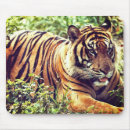 Suche nach sumatran mousepads Fotografie