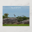 Suche nach darwin postkarten Nördliches gebiet