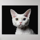 Suche nach weiße augen poster Katze