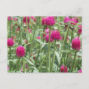 Suche nach heiß für sie postkarten Rosa