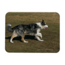 Suche nach pam magnete Collie grenze