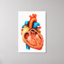 Suche nach querschnitt leinwandbilder Anatomie