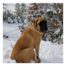 Suche nach mastiffs poster Jede person