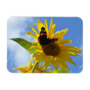 Suche nach admiral magnete Schmetterling