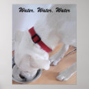 Suche nach labrador welpe poster Foto