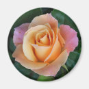 Suche nach pfirsich rose magnete Rosen