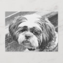 Suche nach shih tzu postkarten Niedlich